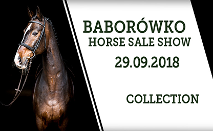 Baborowko Horse Sale German Eventing
